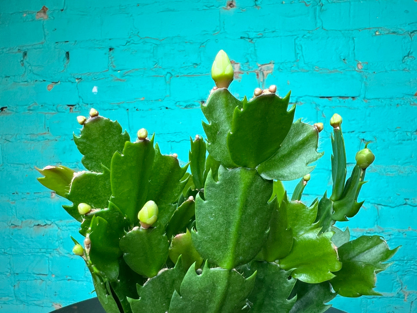 Christmas Cactus 4”