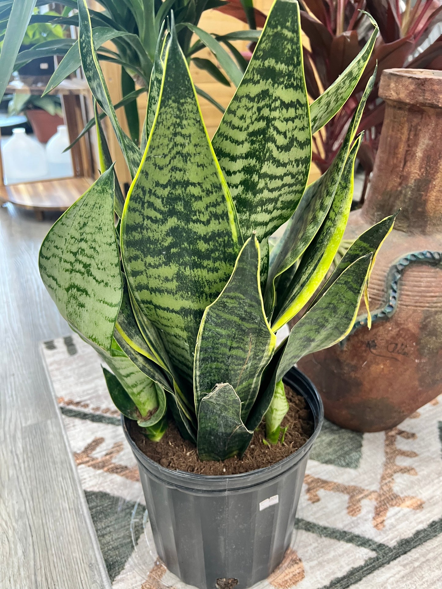Snake plant 8”