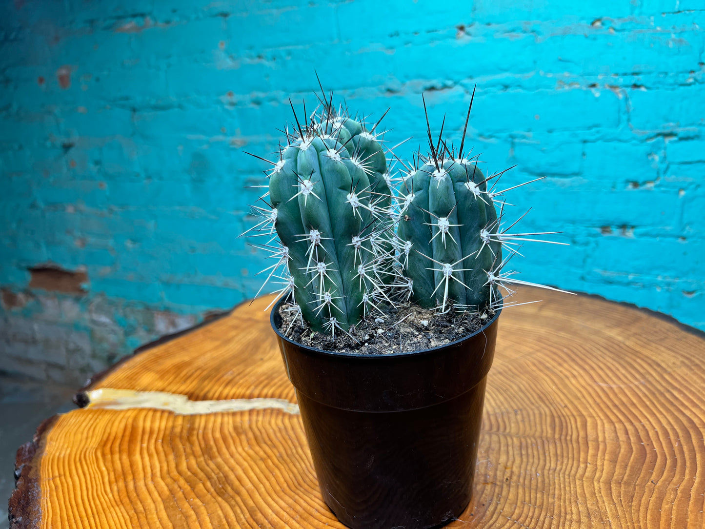 Stetsonia Coryne Cactus 6”