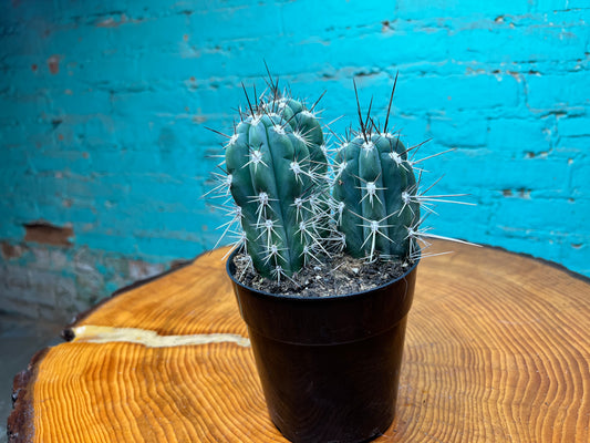 Stetsonia Coryne Cactus 6”