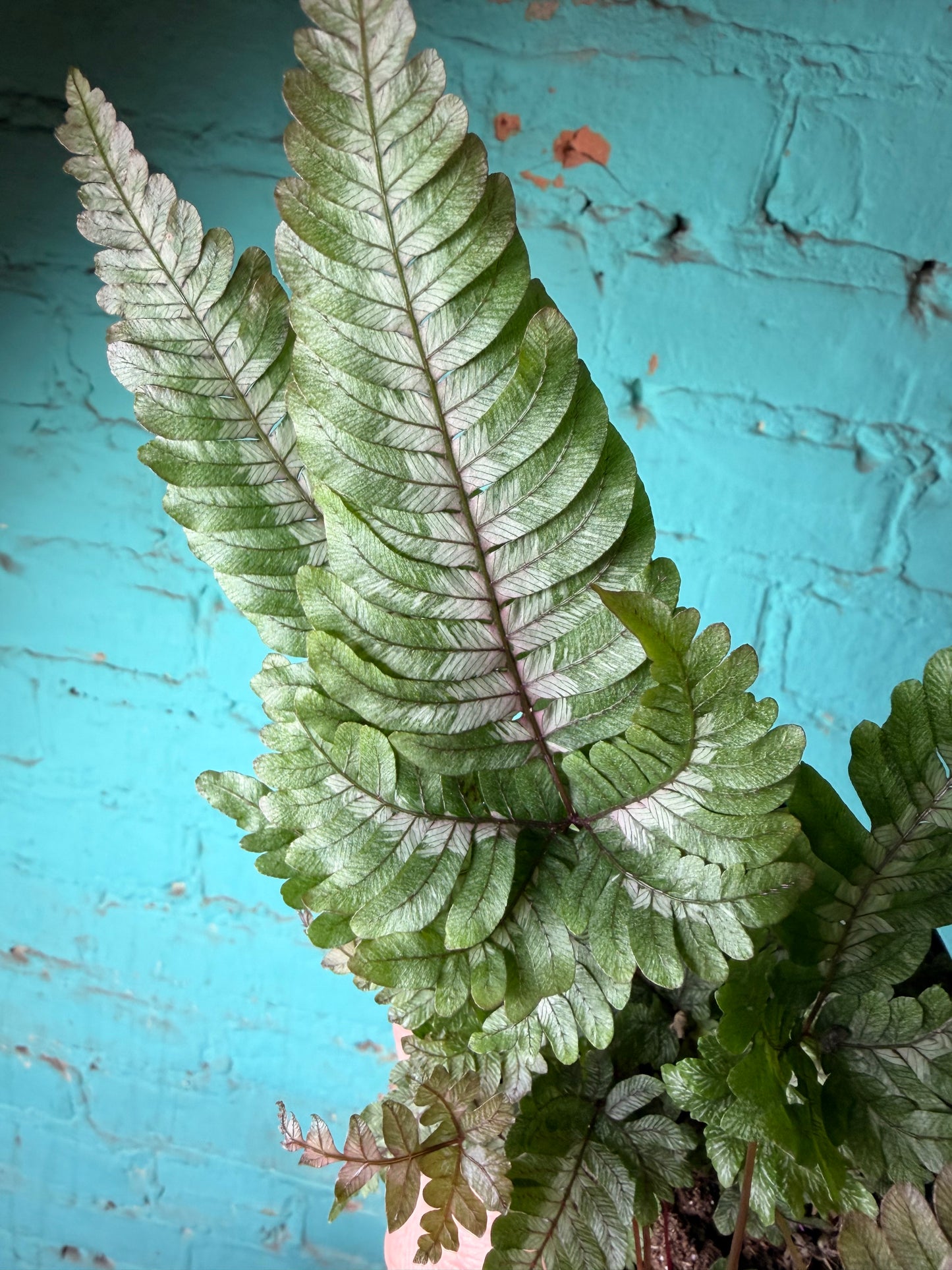 Candy Stripe Brake Fern 4”