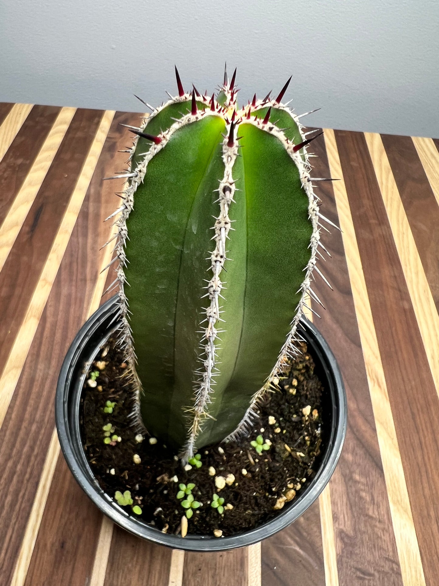 Pachycereus Marginatus 6”