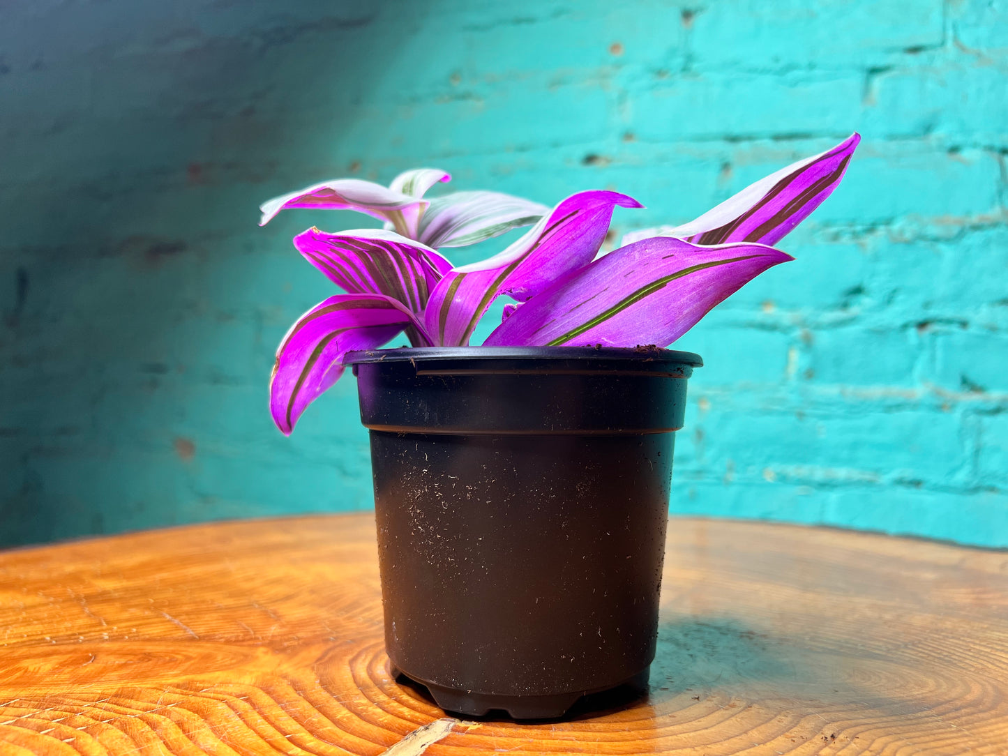 Tradescantia nanouk-Bubble gum