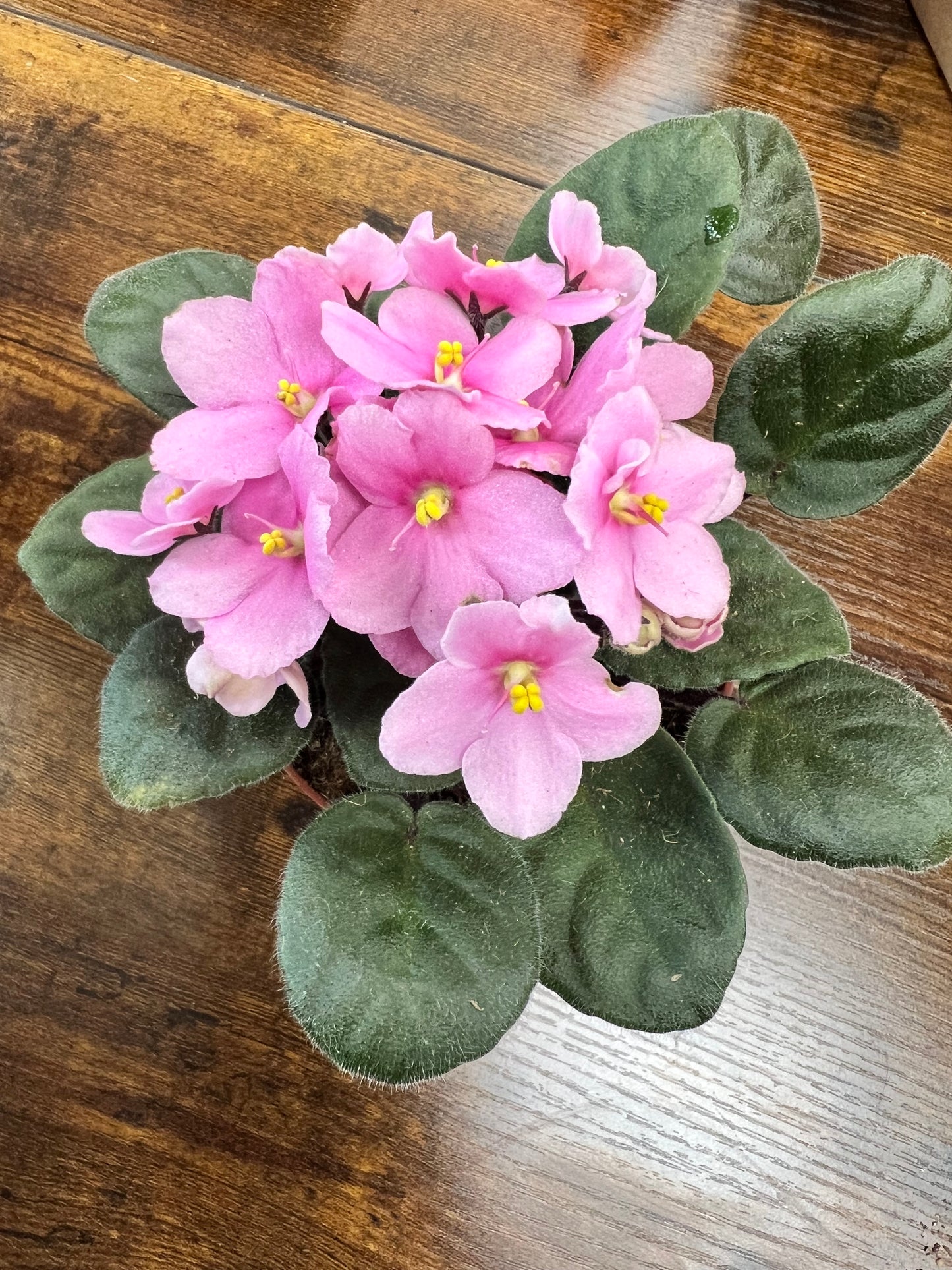 African Violet