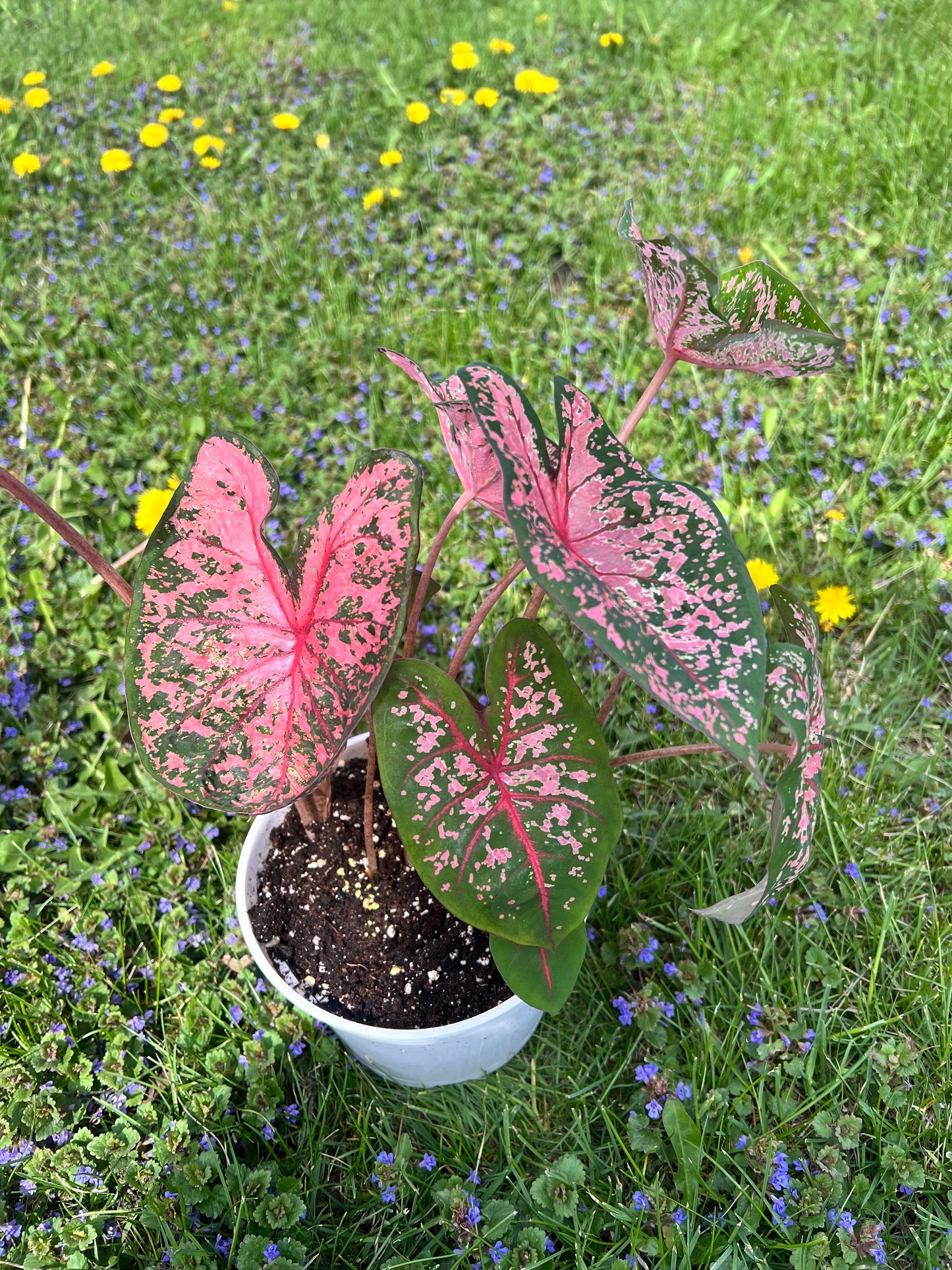 Caladiums 6” (multi bulbs)
