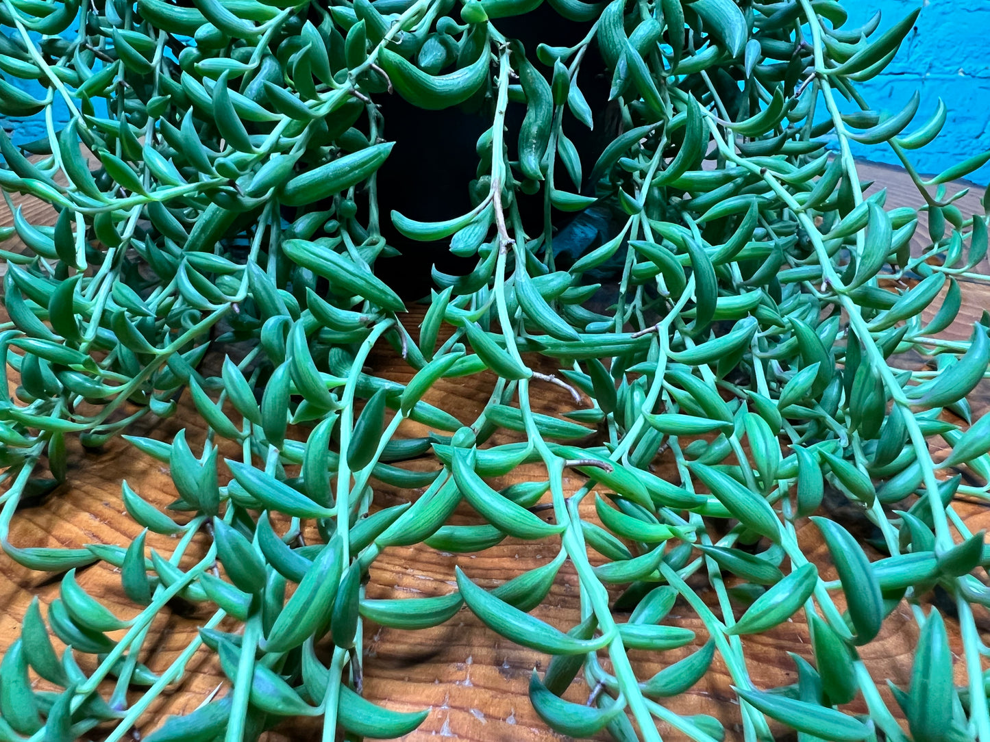 String of Bananas 6” Basket