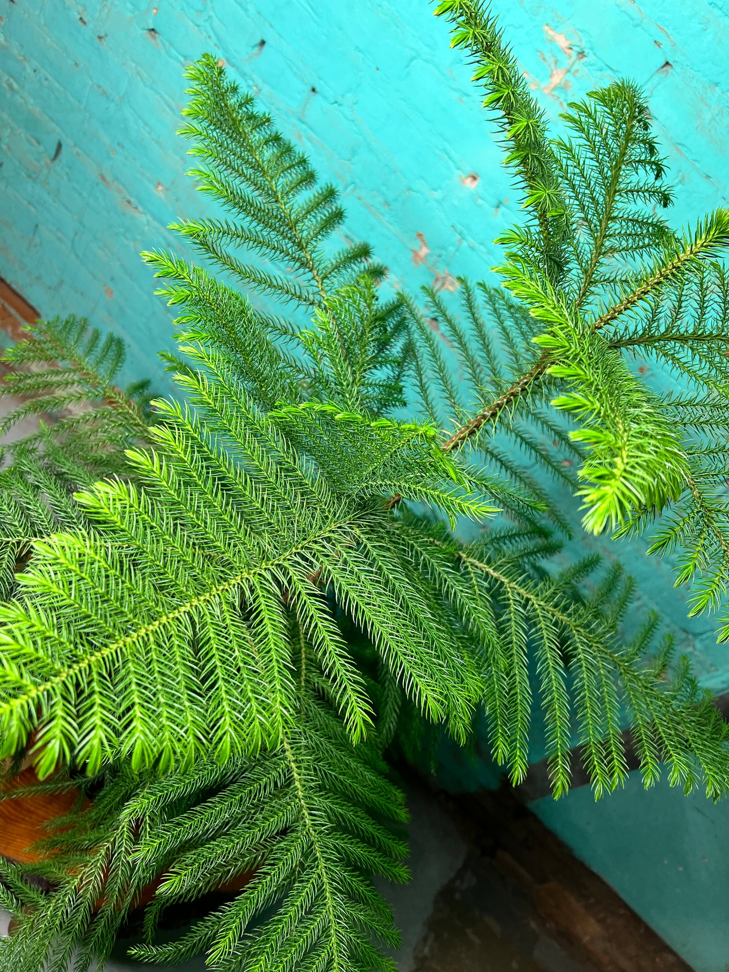 Norfolk Pine 10”