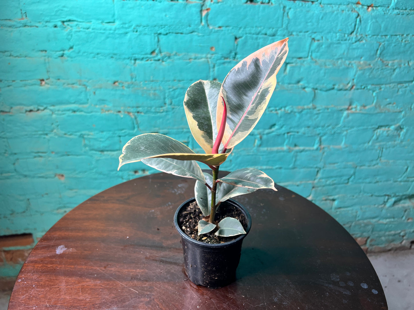 Rubber Tree-Tineke 4”
