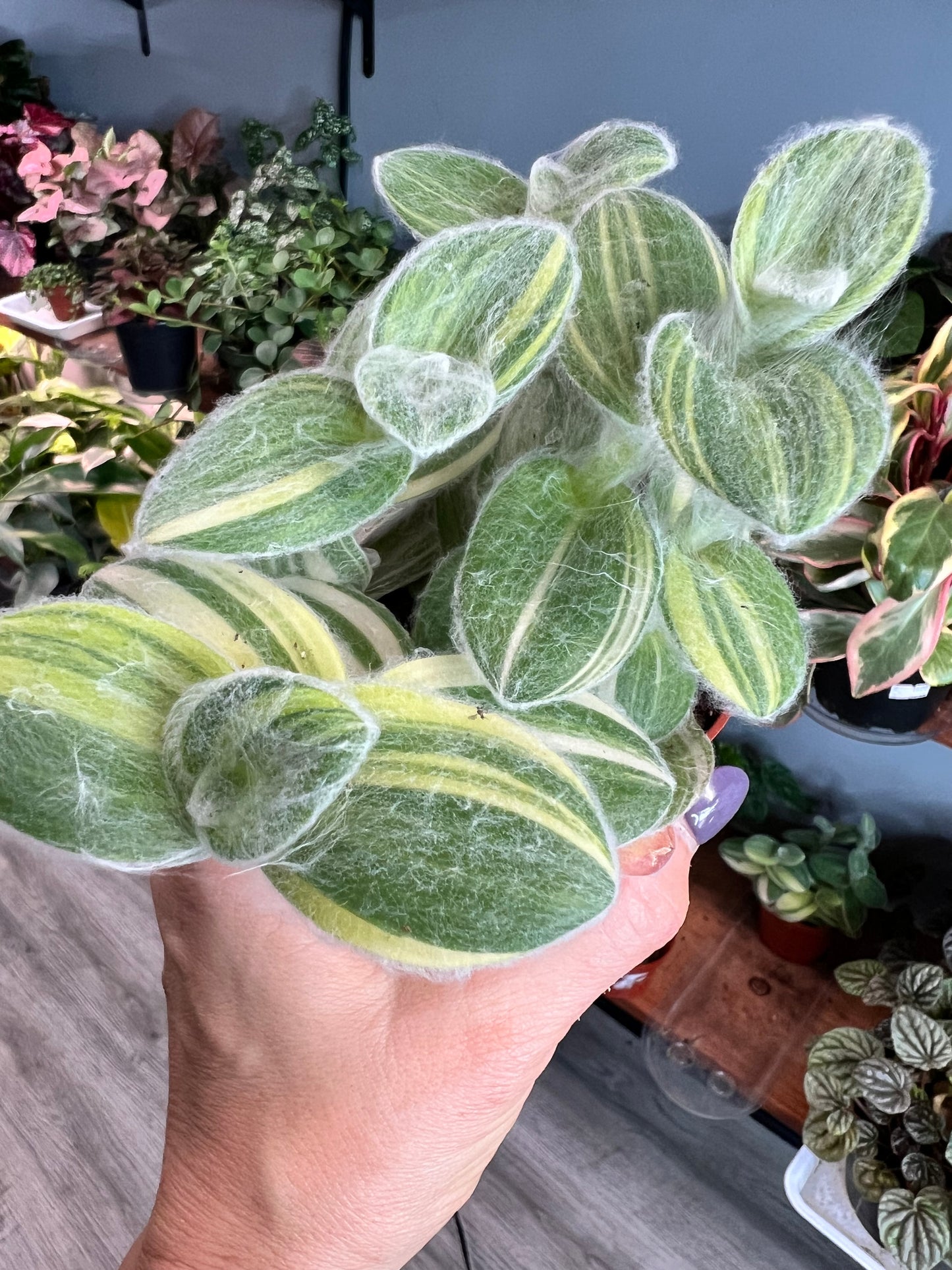 Hairy Wandering Jew 4” (Tradescantia sillamontana)