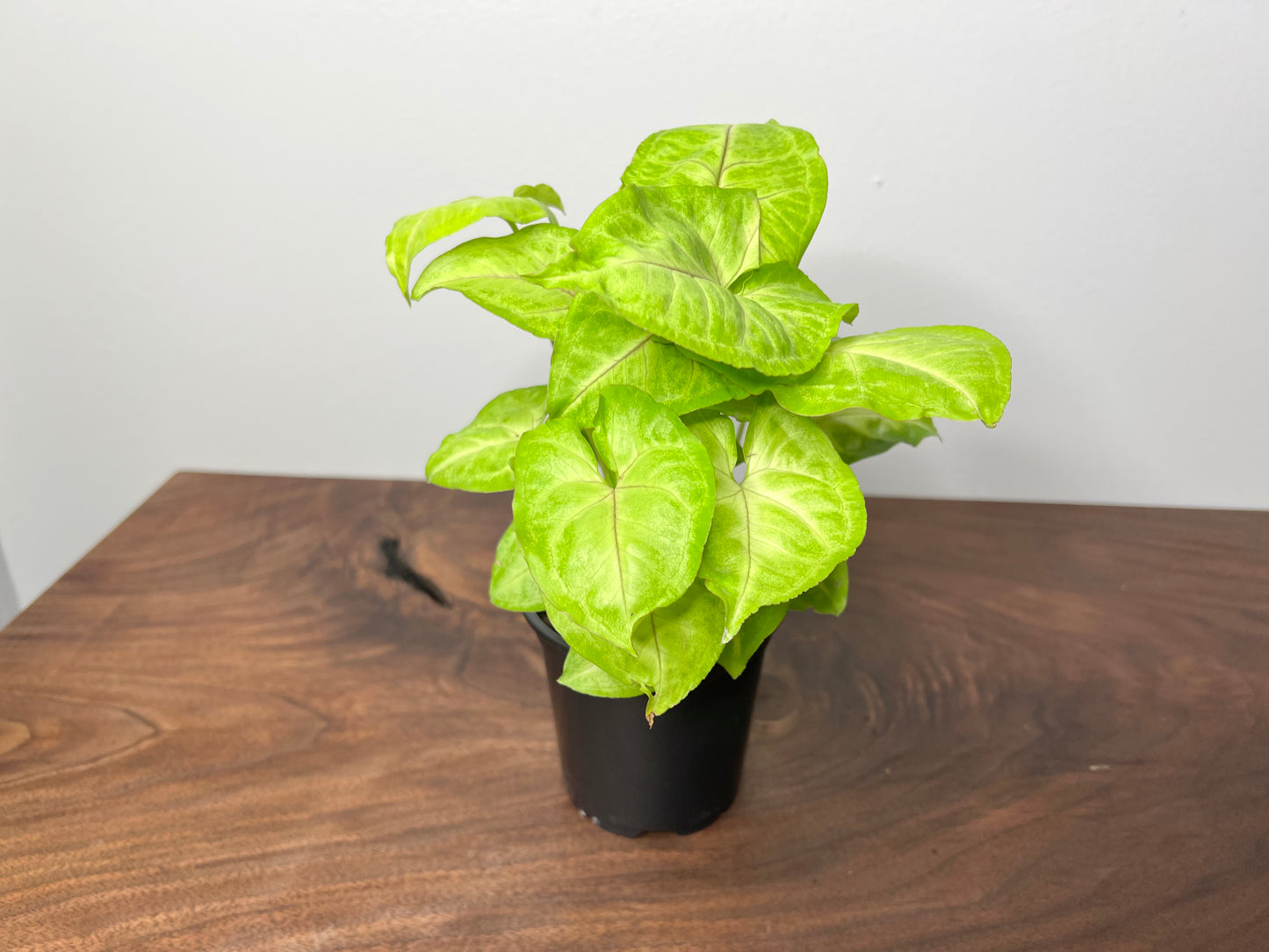 Syngonium-neon Allusion (4inch)