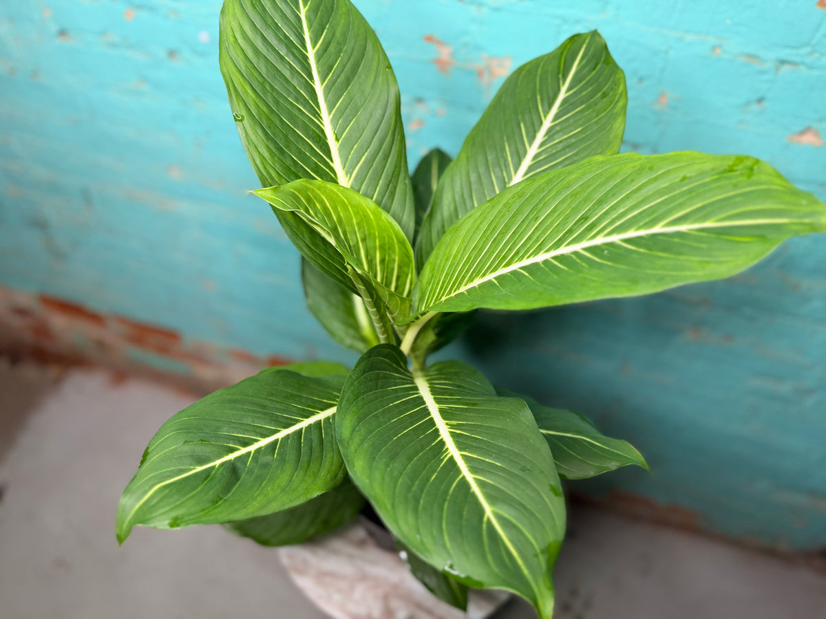 Dieffenbachia Sterling 6”