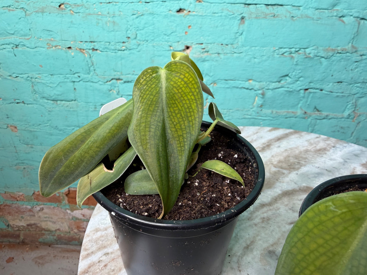 Philodendron Gigas 4”