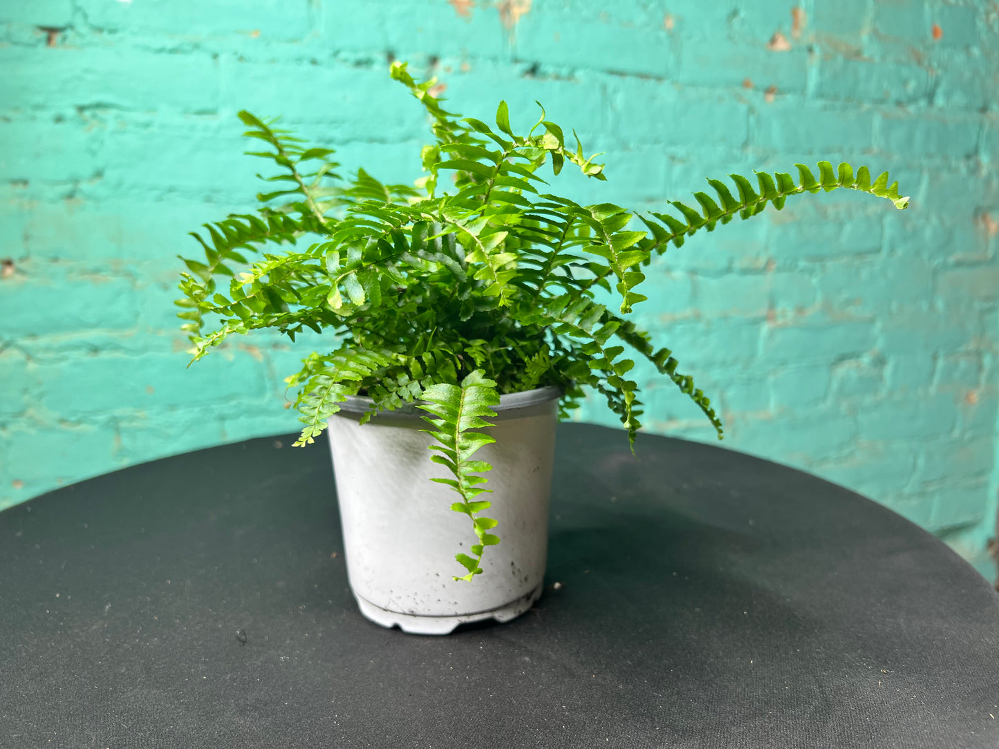 Boston Fern 4”