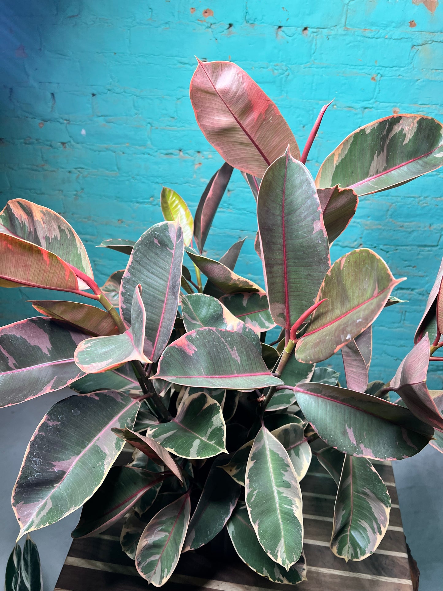 Rubber Tree - Ruby variegated pink 10”