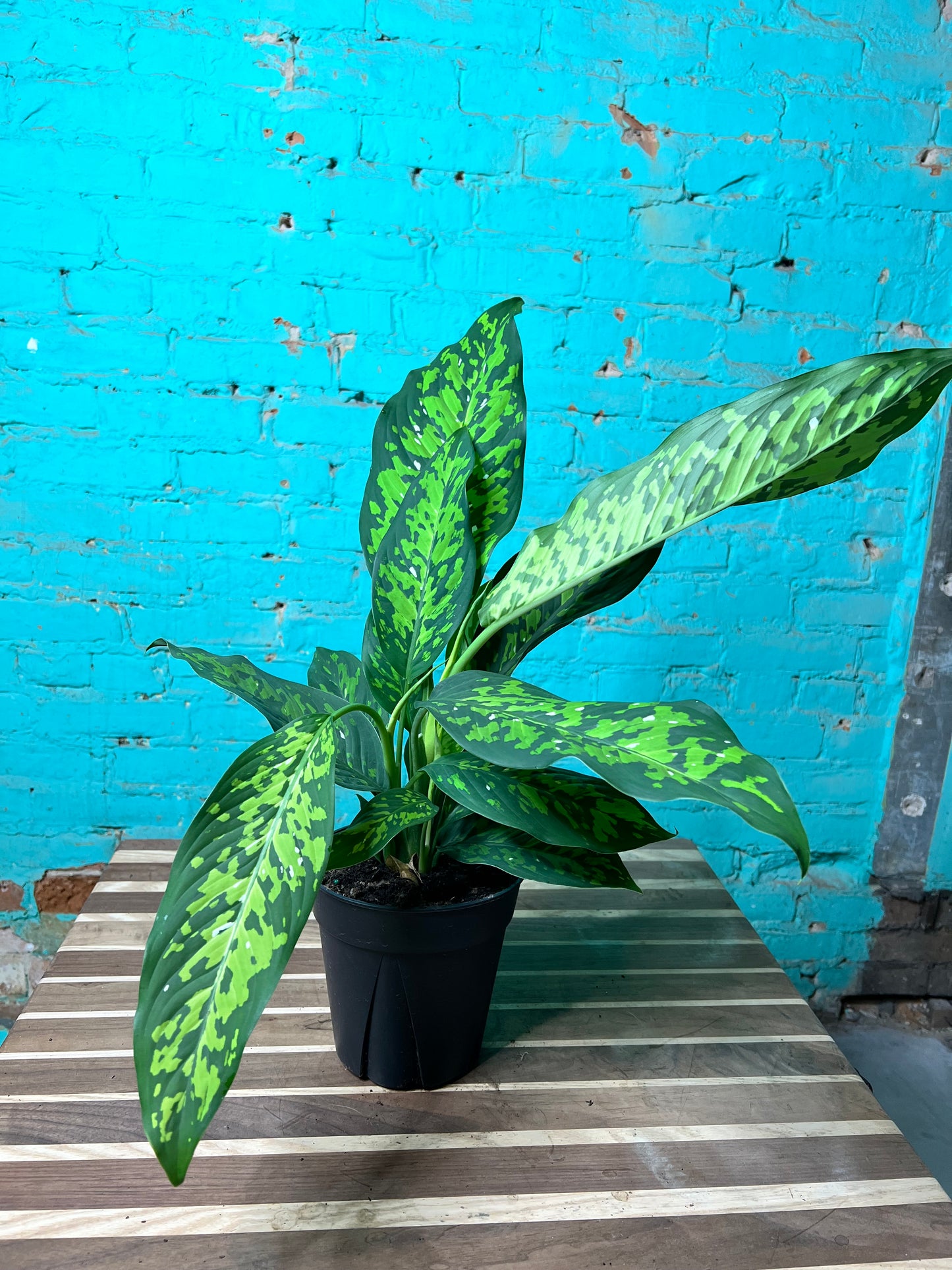 Dieffenbachia CHEETAH 6”