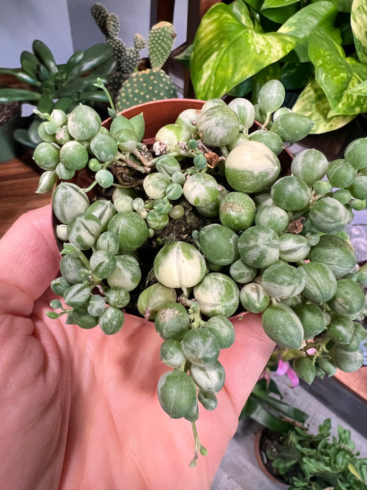 Variegated String of Pearls 3”
