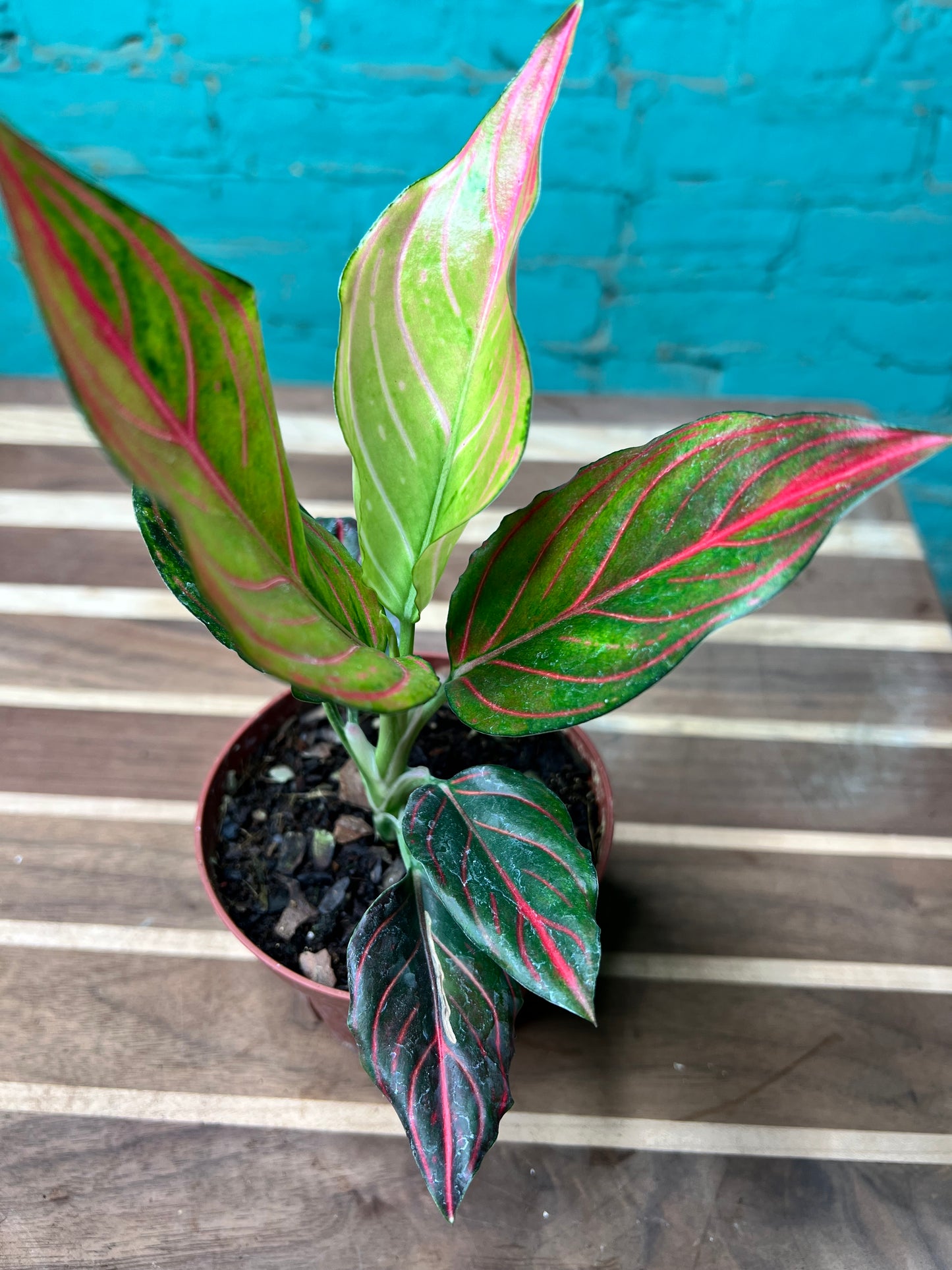 Aglaonema Rotunda Red tiger Variegated 4” (each)