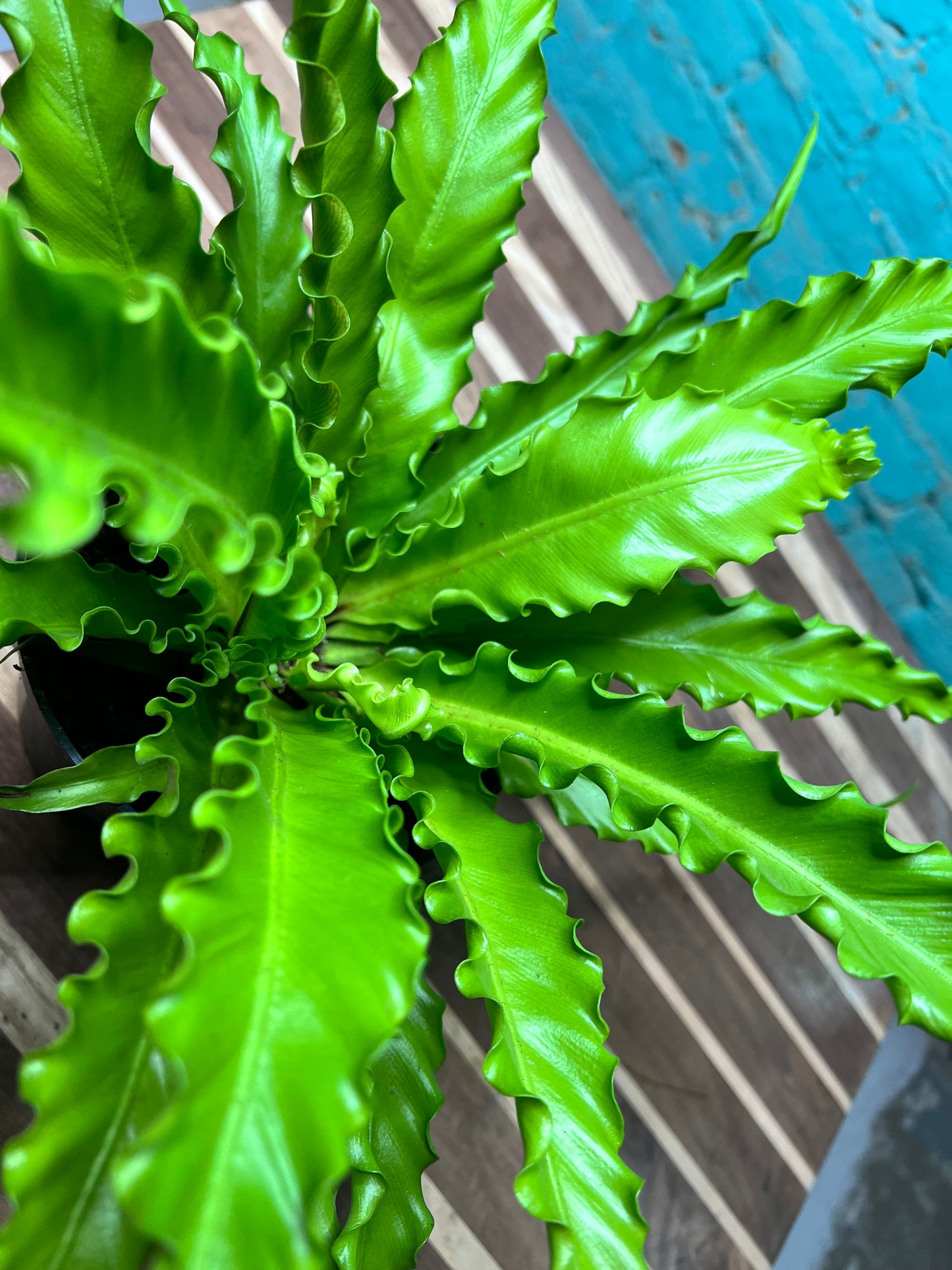 Bird’s Nest Fern curly 6”