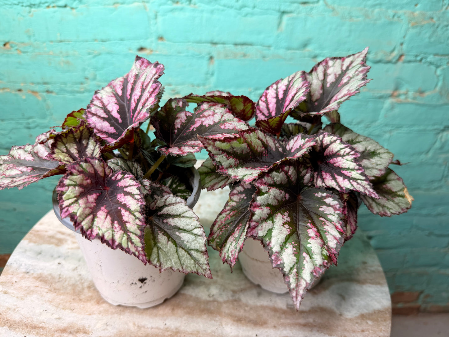 Begonia Rex 4”