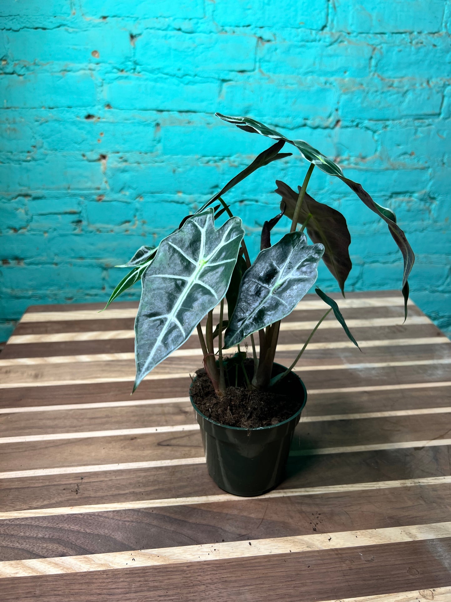 Alocasia polly 4”