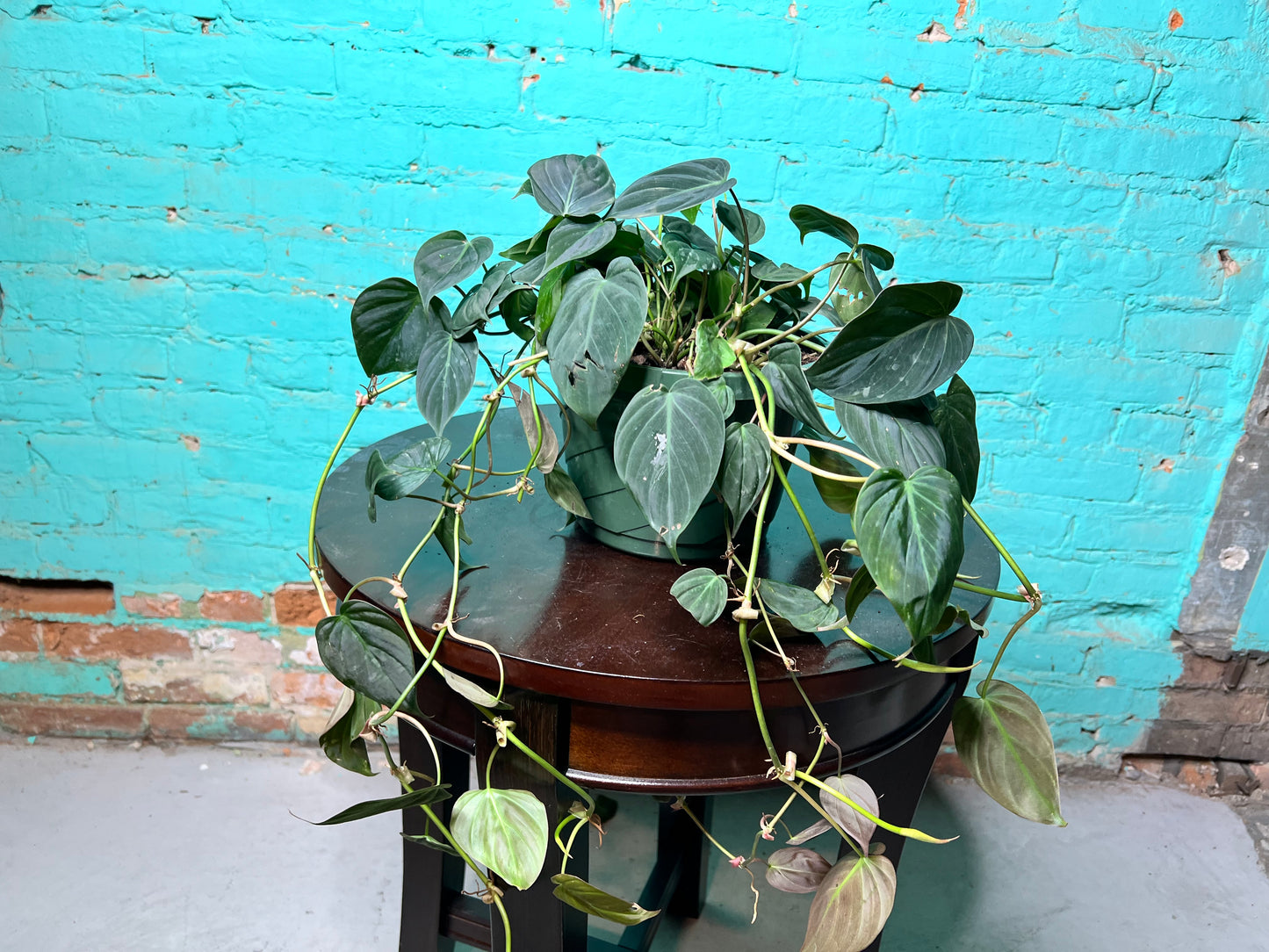 Philodendron Mican 8” basket