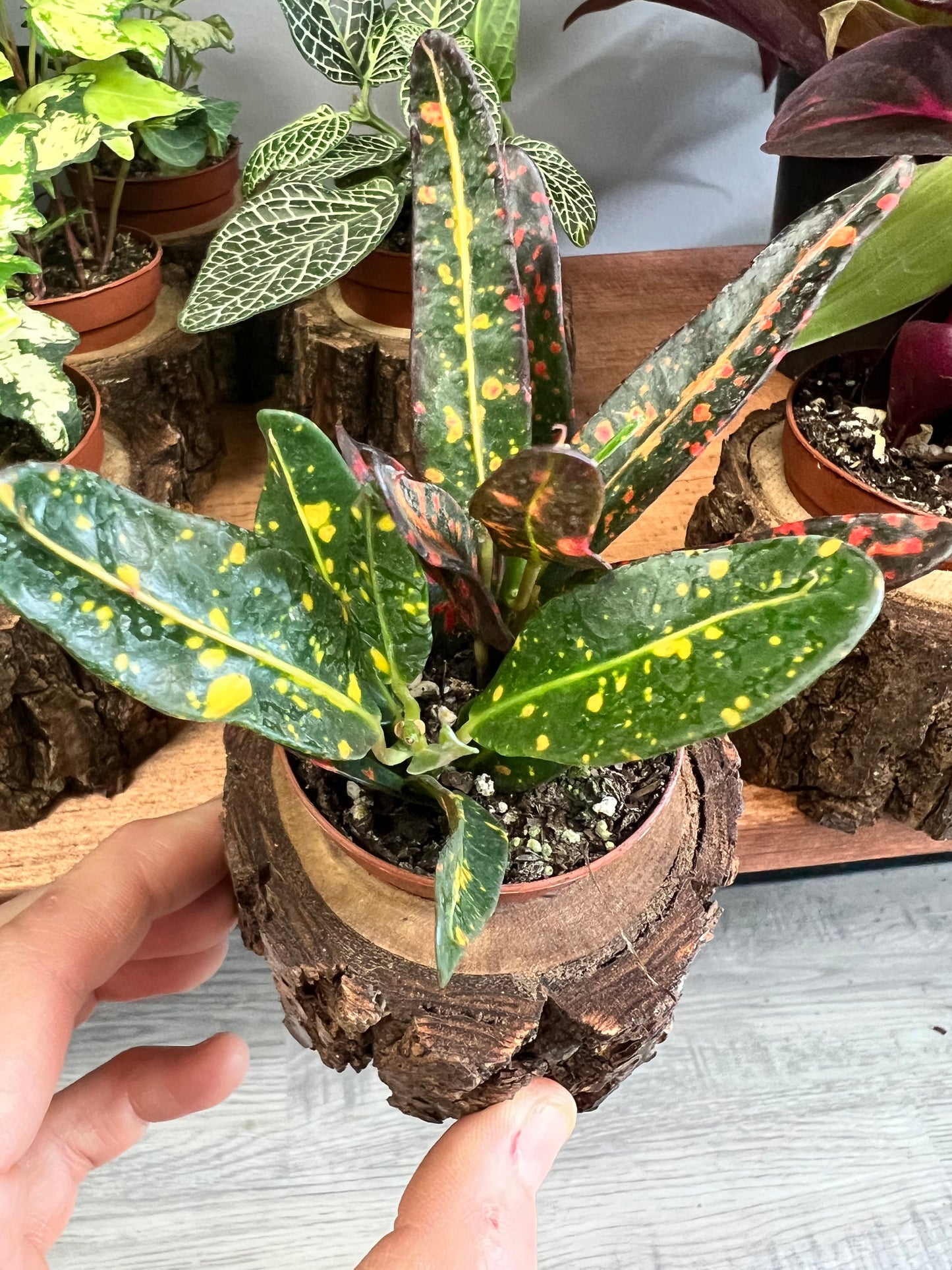 Terrarium plant-croton