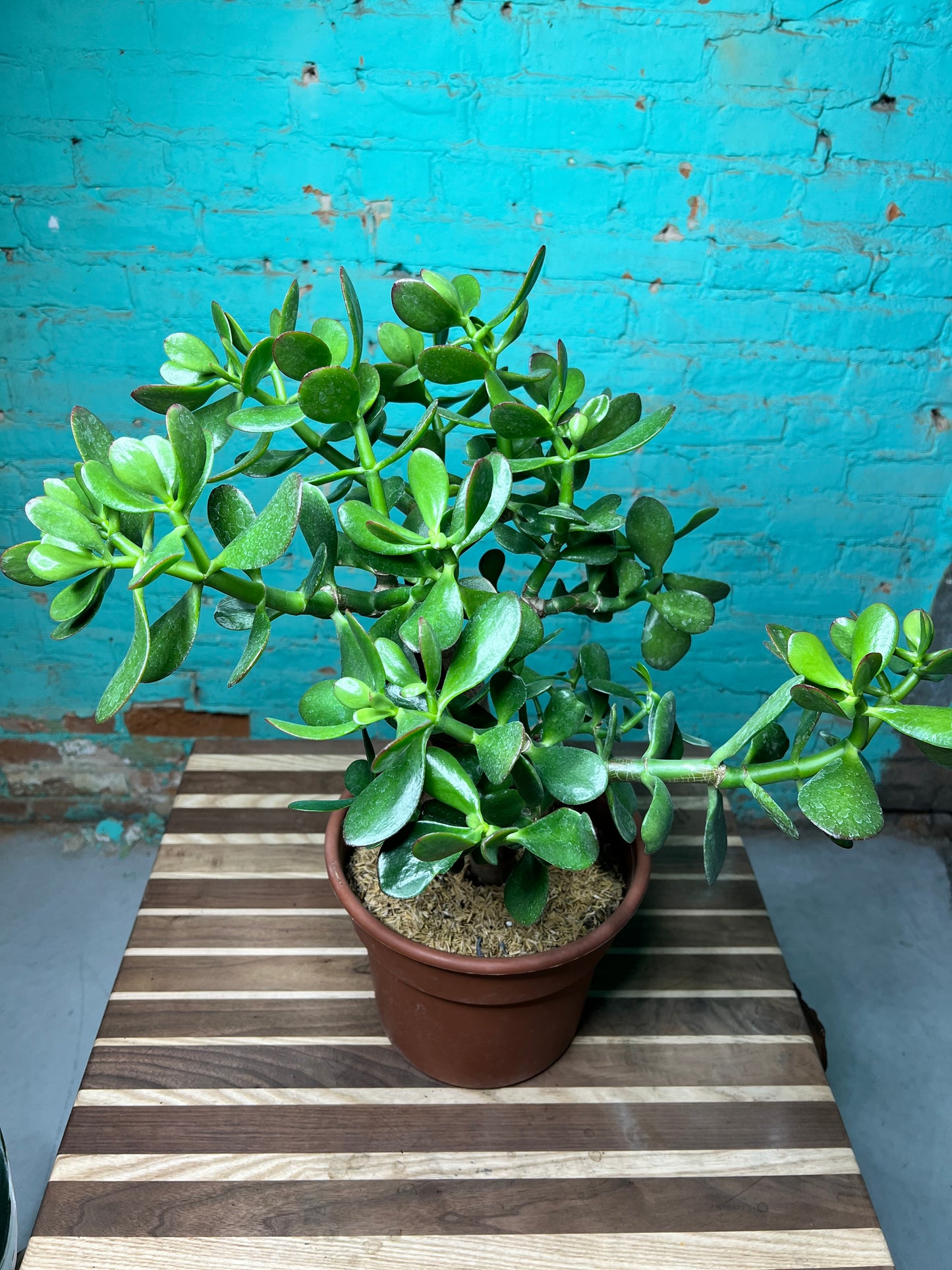 Jade plant 10”