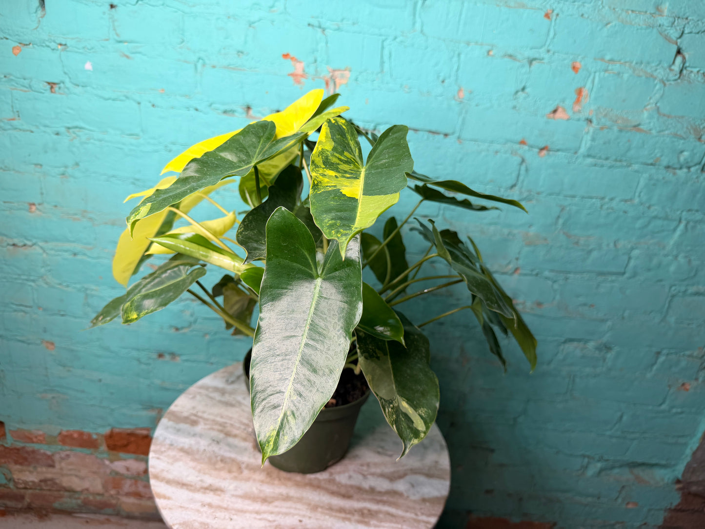 Philodendron Burle Marx Variegated 6”