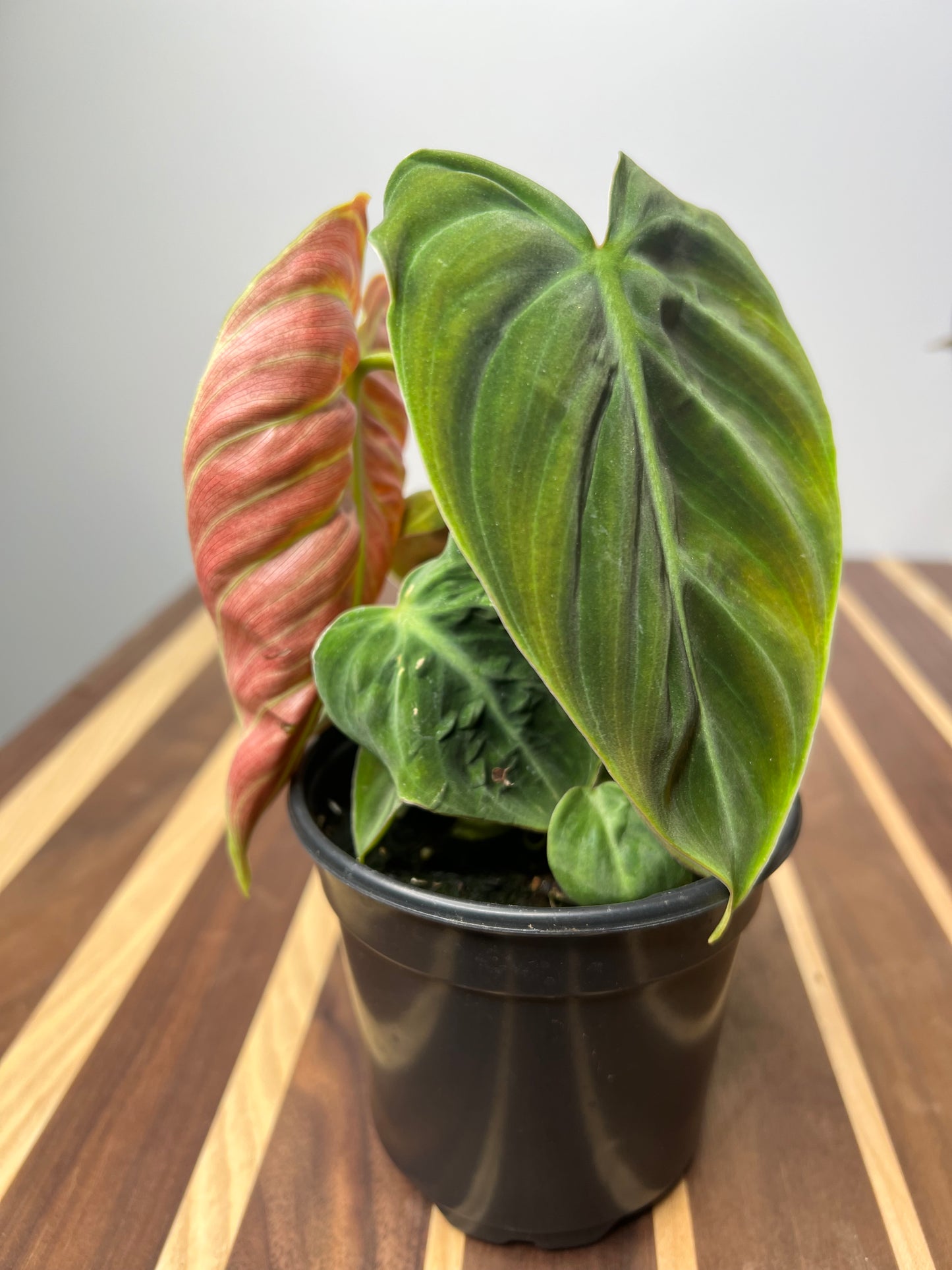 Philodendron El Choco Red