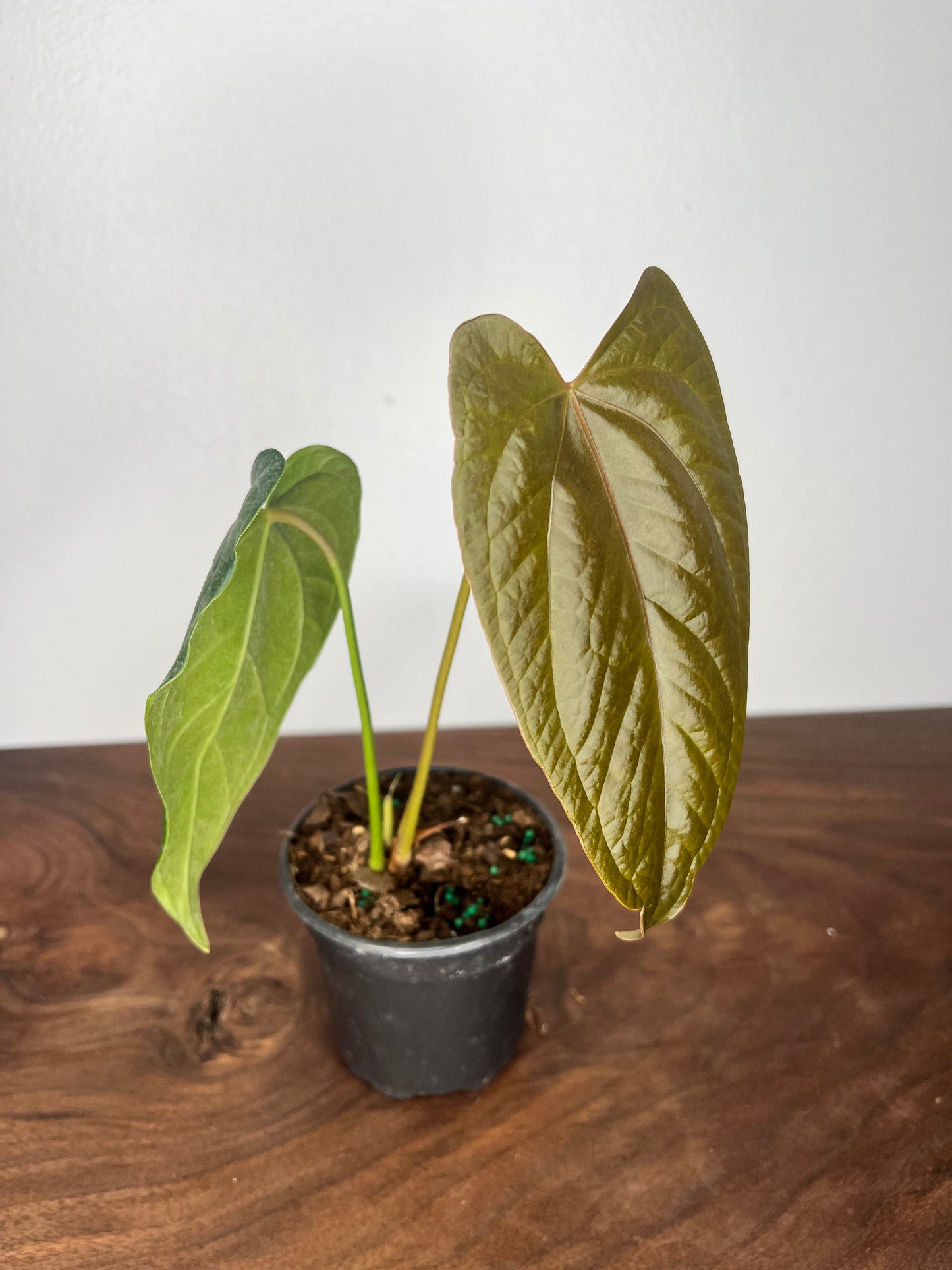 Anthurium Queen of Hearts 6”