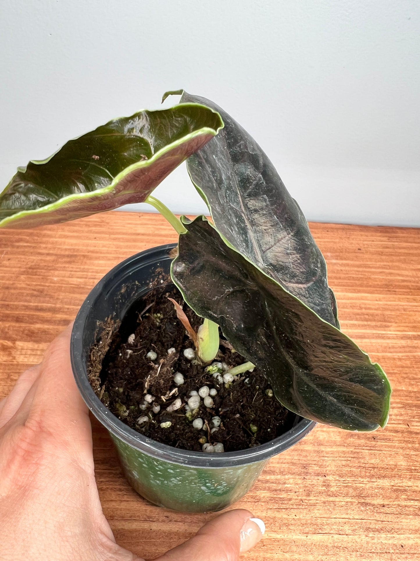 Alocasia Azianii