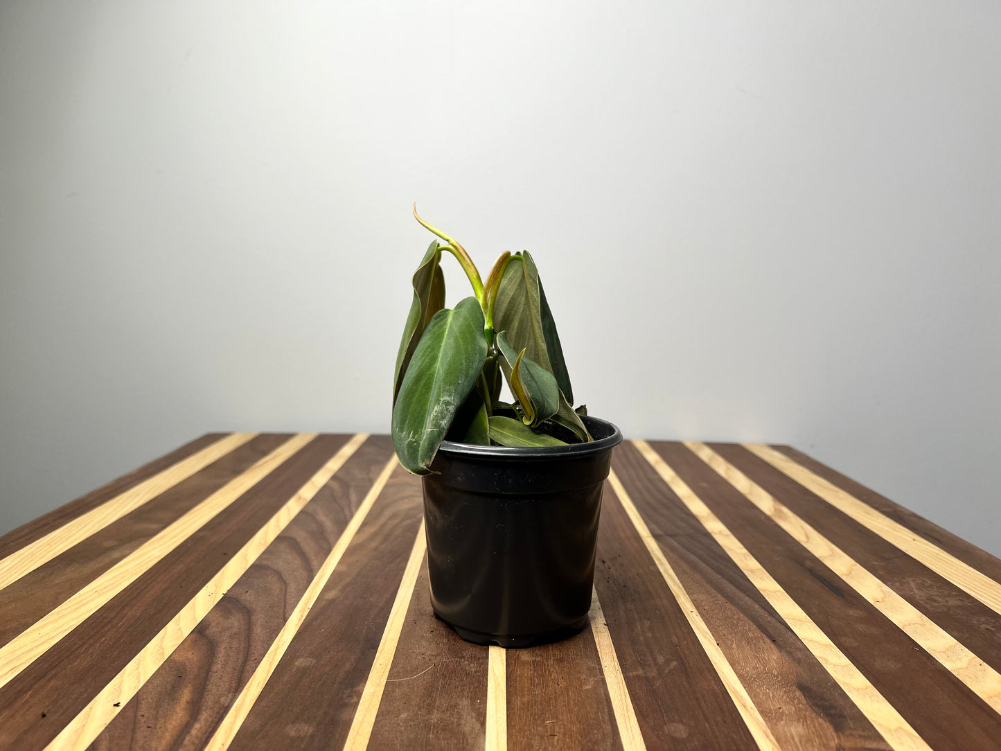 Philodendron Gigas
