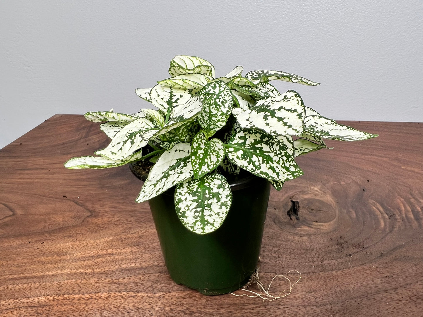 Nerveplant-Gigantea (Multi color 4inch)