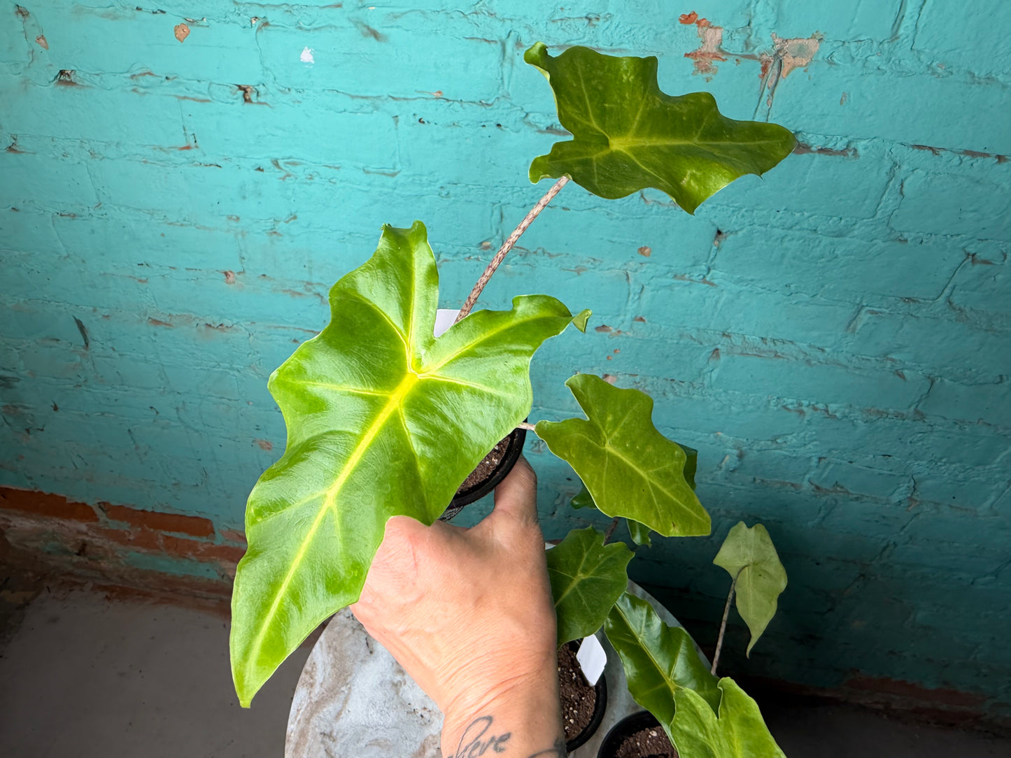 Alocasia Golden Dragon 4”