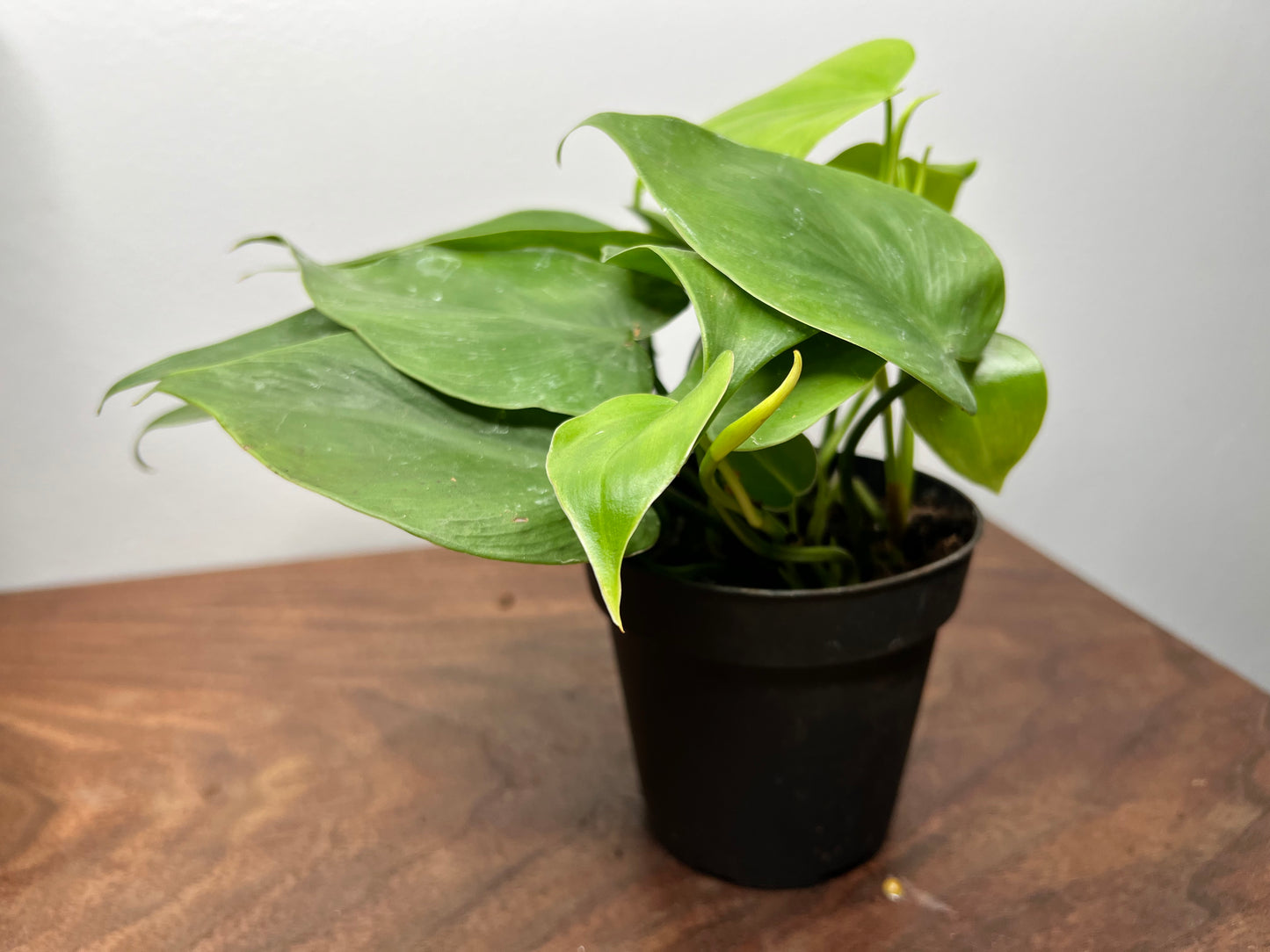 philodendron heart leaf