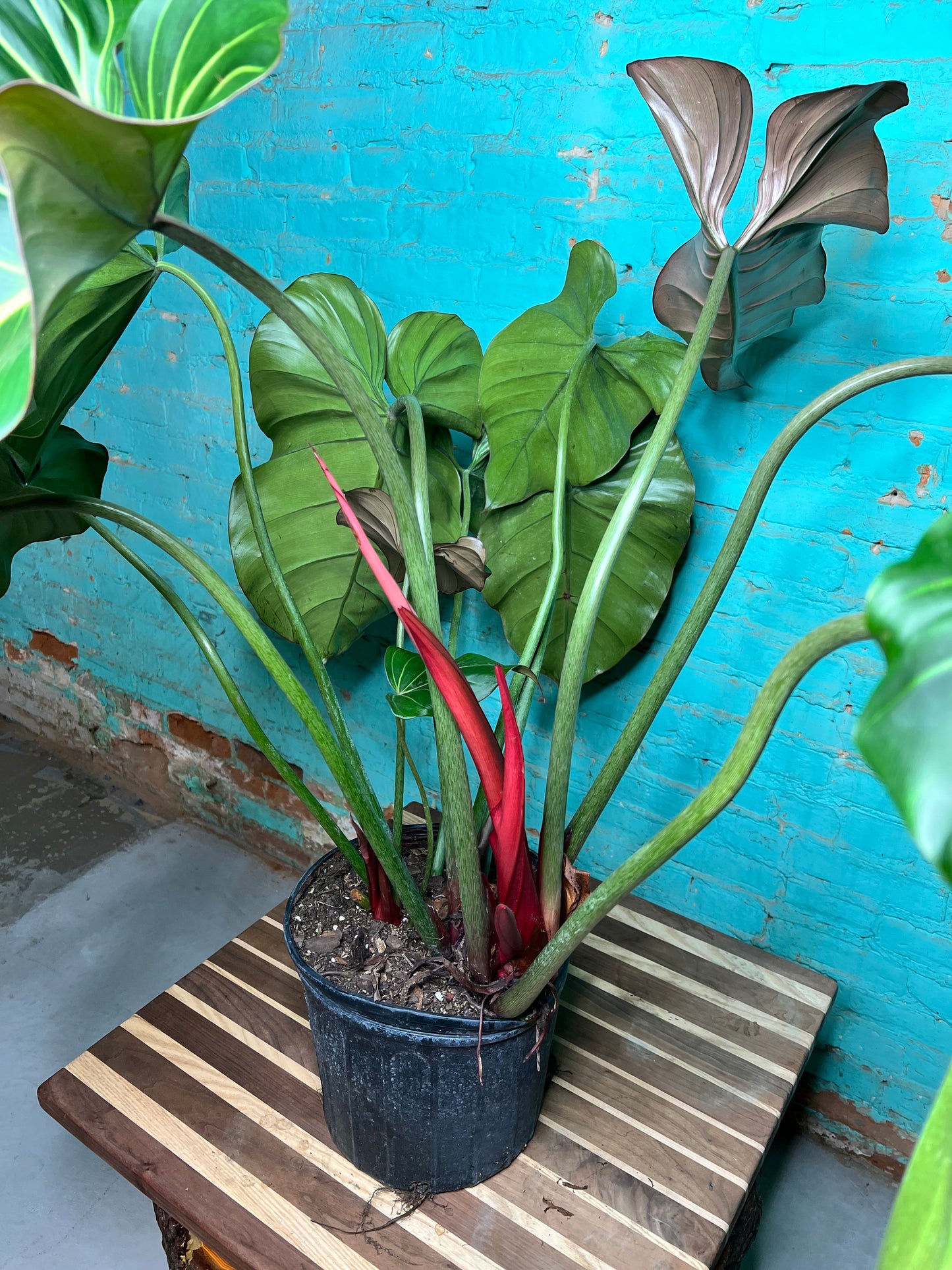 Philodendron Summer Glory 10”
