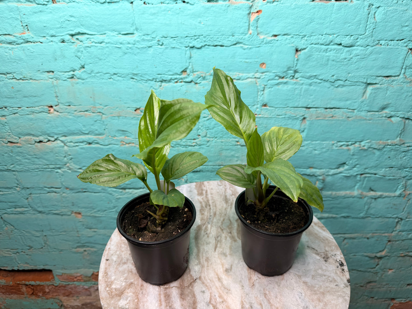 Tacca Chantrieri (Bat Plant) 4”