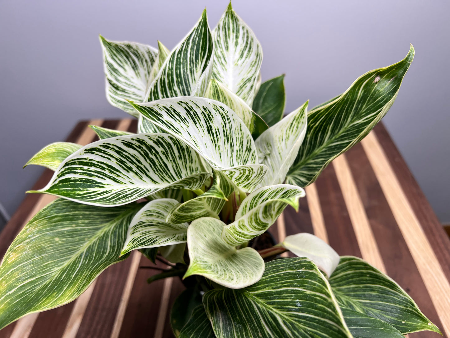 Philodendron Birkin 6”