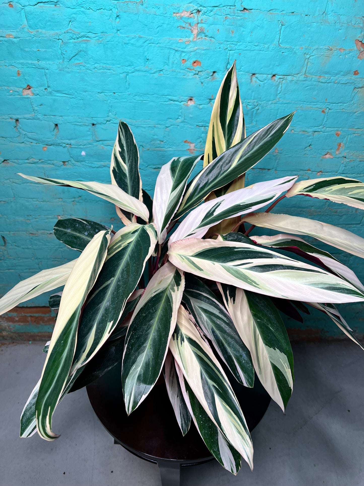 Stromanthe-Triostar 8”