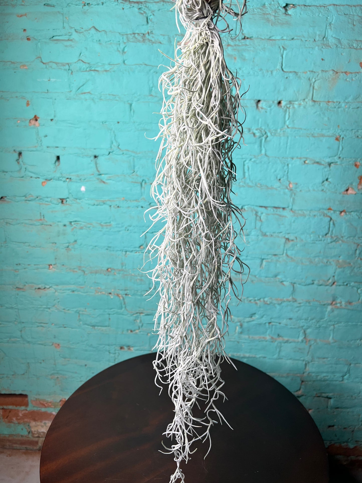 Spanish Moss