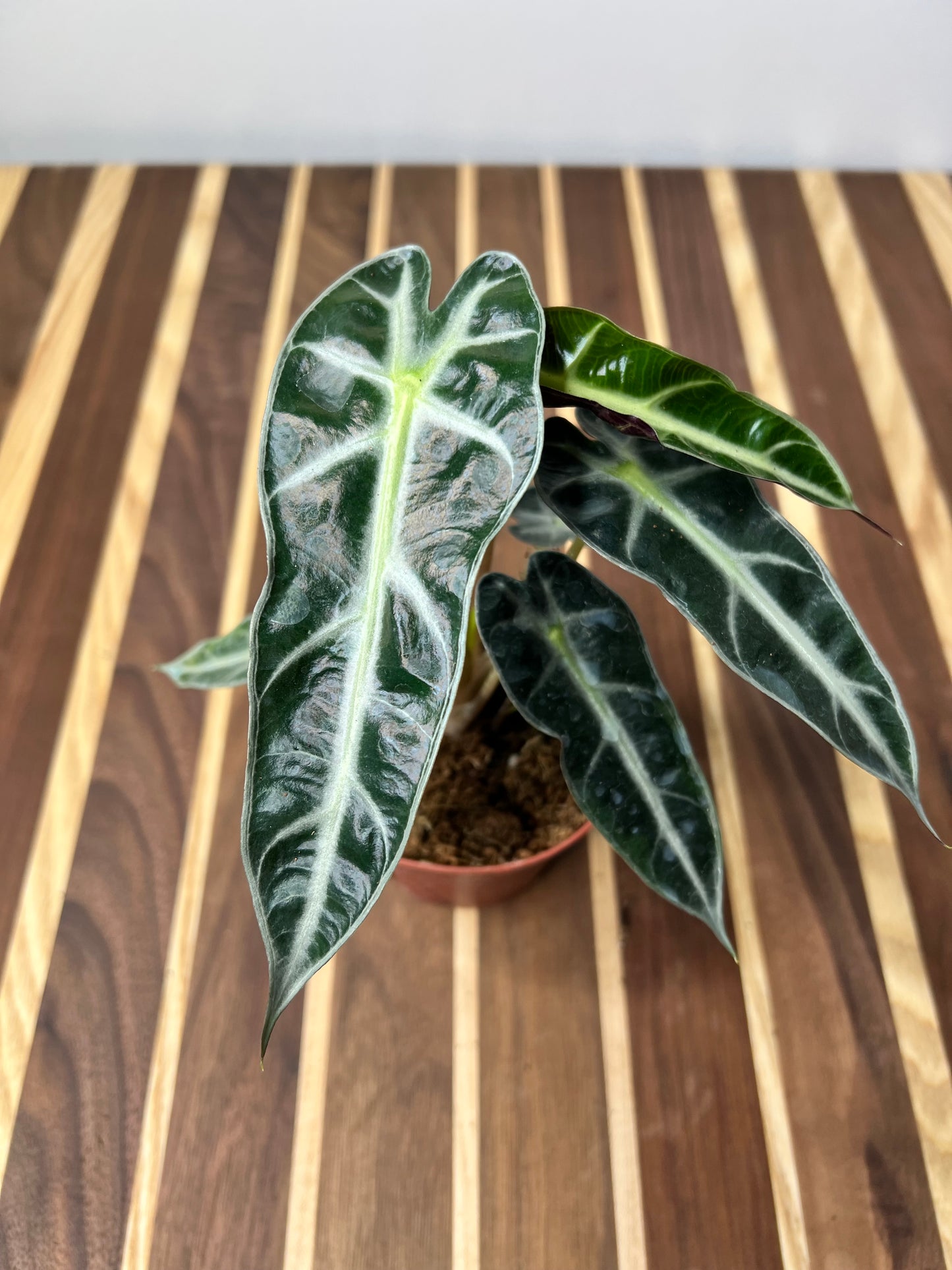 Alocasia Bambino