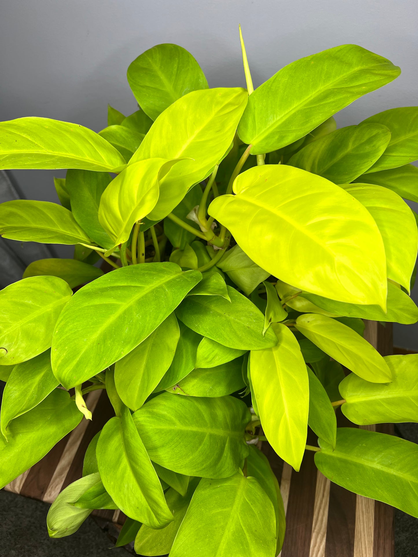 Philodendron Lemon Lime 10”