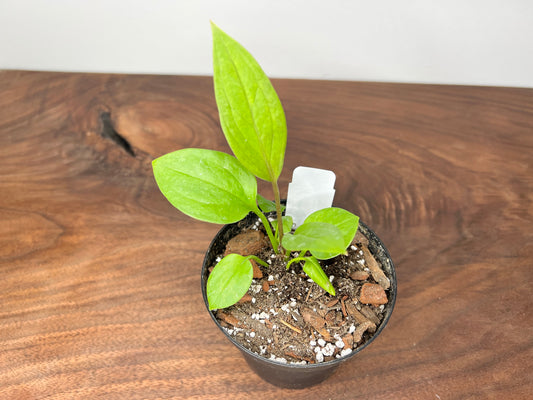 Anthurium Bonplandii 4”