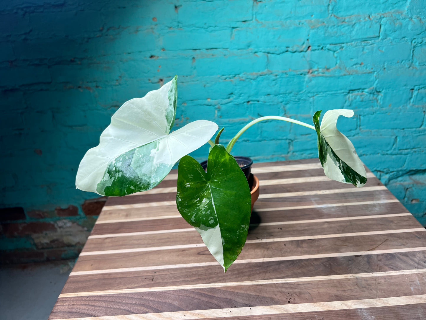 Alocasia-Macrorrhizos Appaloosa Gold