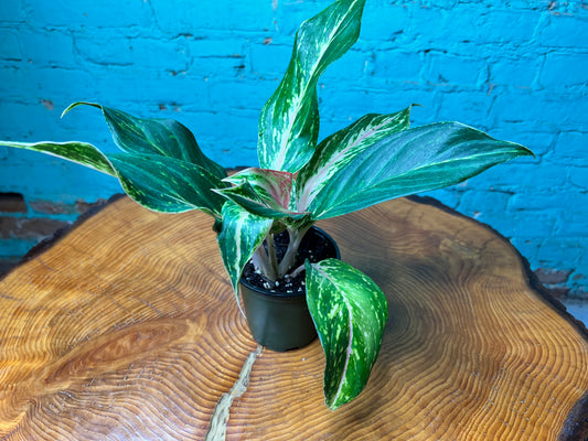 Aglaonema- pink splash 4”