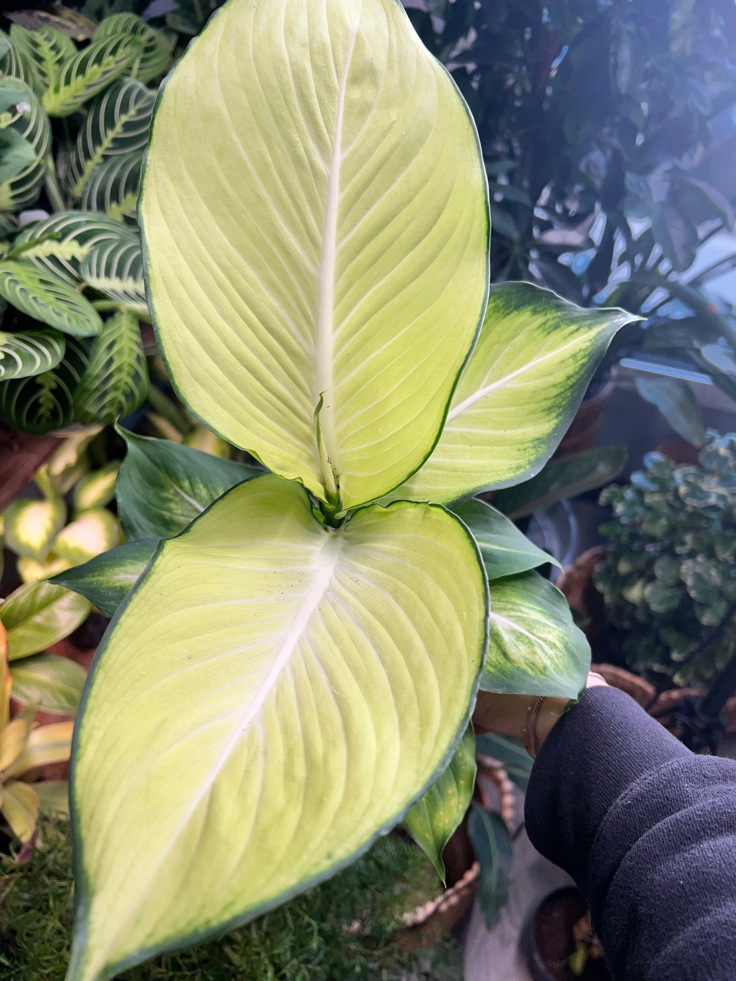 Dieffenbachia Honeydew 4”