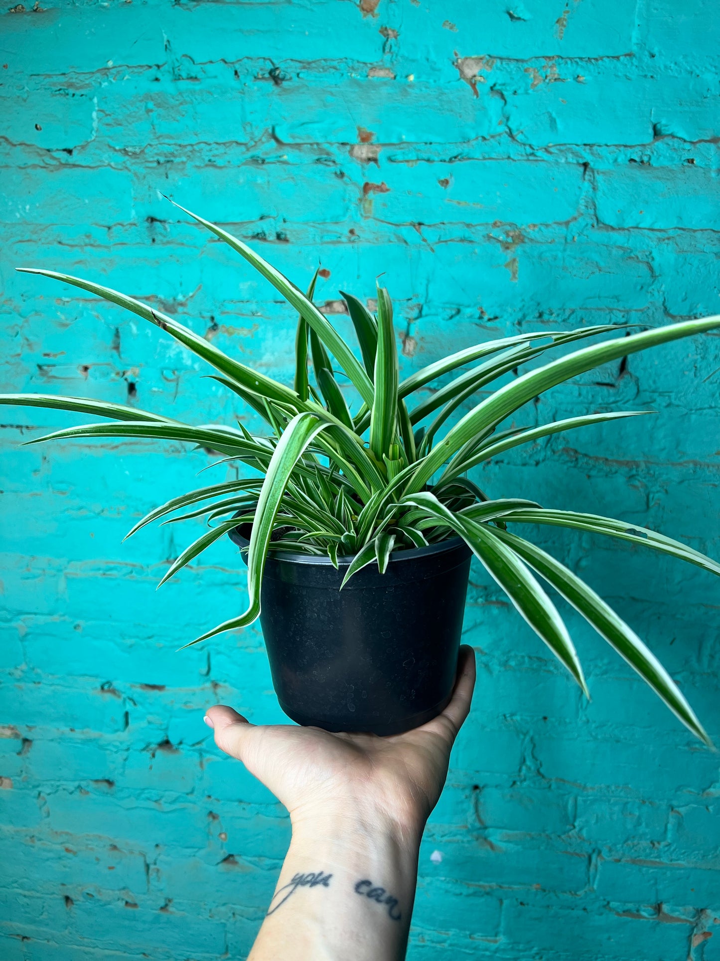 Spider Plant (Pet friendly) 6”