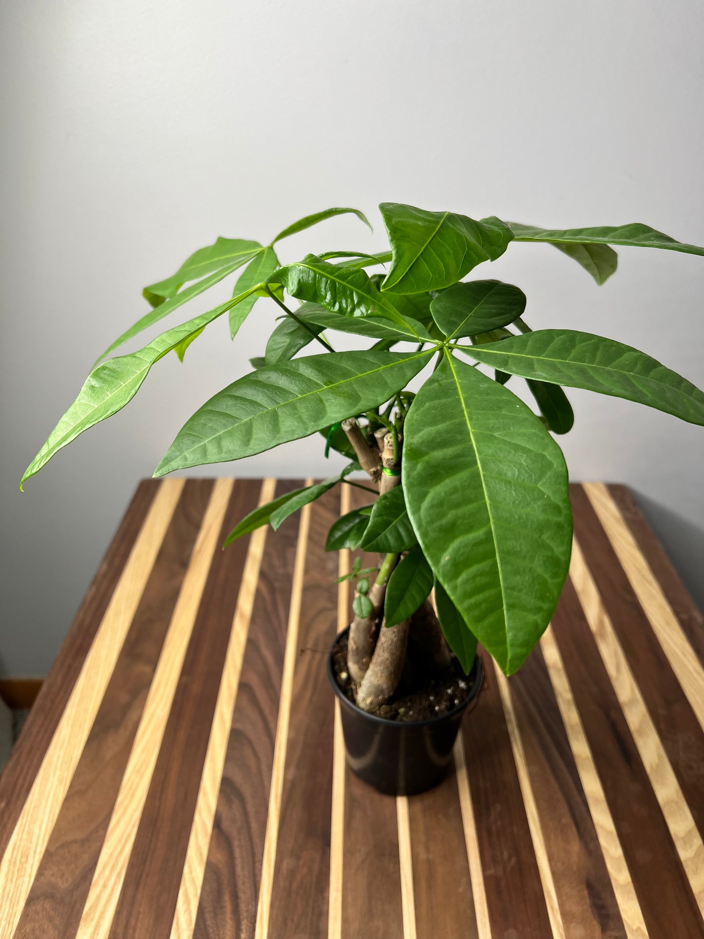 Money Tree (Pachira Glabra-Pet Friendly)