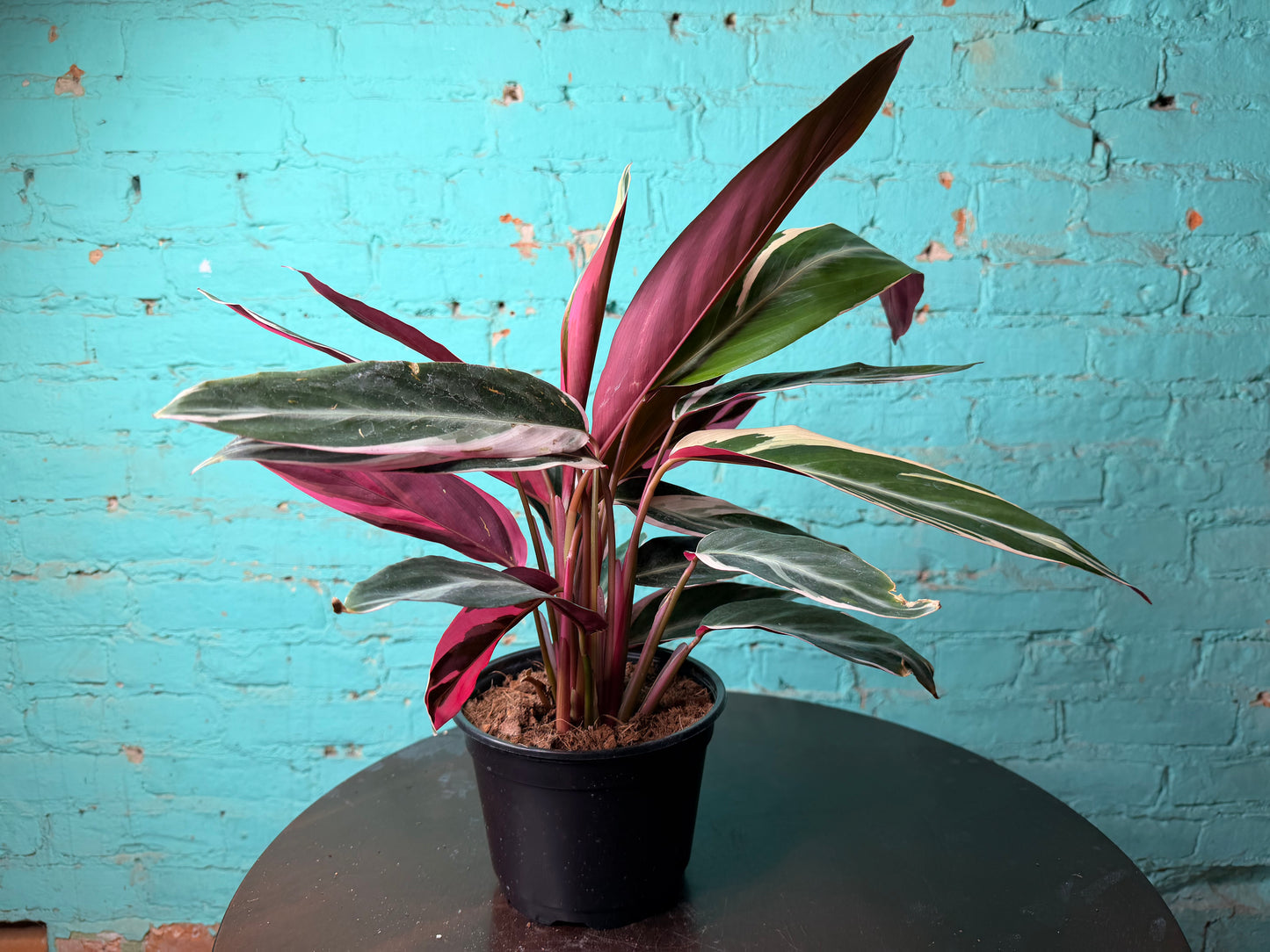 Stromanthe-Triostar 6”