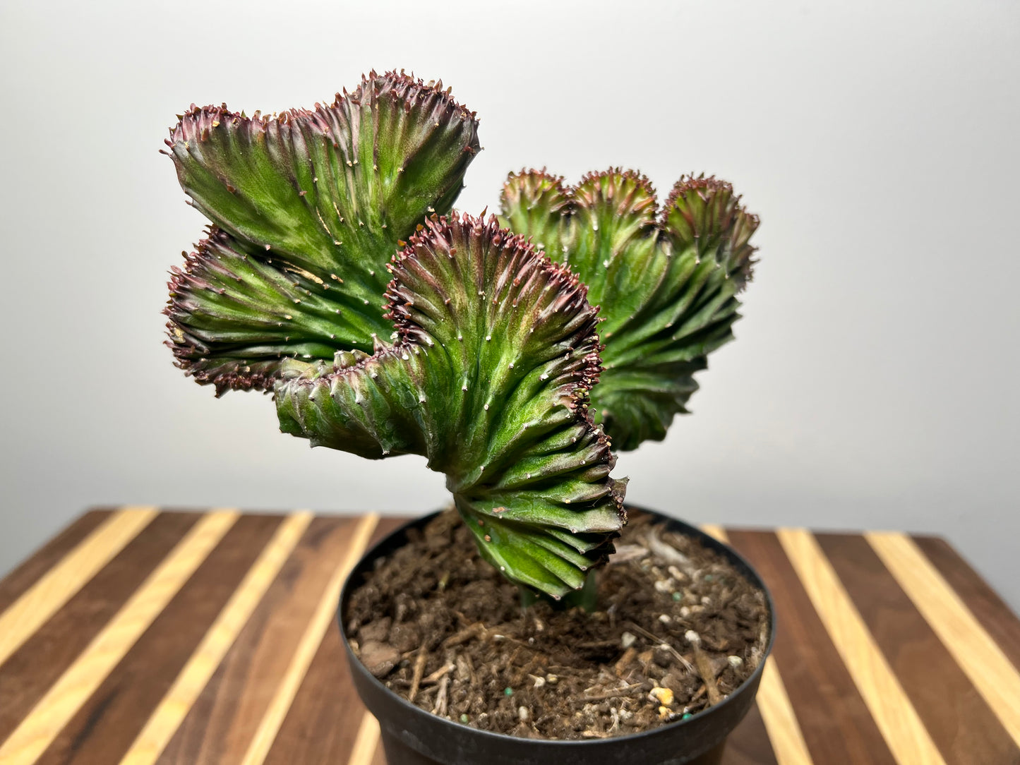 Mermaid Tail- Euphorbia Lactea 6”